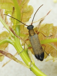 Foto af Guldhåret blomsterbuk (Grammoptera ustulata) | Standardfoto
