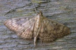 Foto af Perlemorshalvmøl (Patania ruralis) | Standardfoto