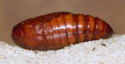 Foto af Sydeuropæisk græsugle (Mythimna languida) | Puppe