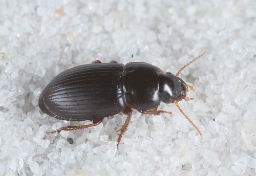 Foto af Dværgsandløber (Harpalus pumilus) | Standardfoto