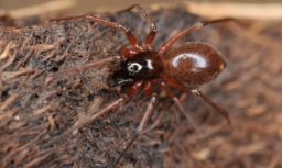 Foto af Sorthaleedderkop (Ostearius melanopygius) | Hun med rødbrun bagkrop