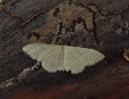 Foto af Bueengmåler (Idaea straminata) | Han