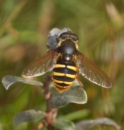 Foto af Tørve-silkesvirreflue (Sericomyia silentis) | Hun