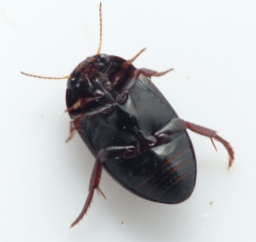 Foto af Agabus unguicularis (Agabus unguicularis) | Standardfoto
