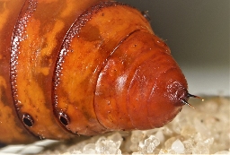 Foto af Frønnet landmand (Agrotis puta) | Puppe