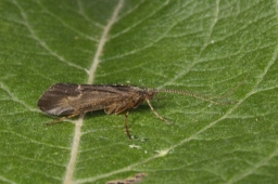 Foto af Limnephilus sparsus (Limnephilus sparsus) | Han