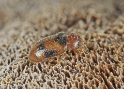 Foto af Coccidula scutellata (Coccidula scutellata) | Standardfoto