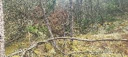 Foto af Alopecosa taeniata (Alopecosa taeniata) | Habitat i Ålbæk klitplantage