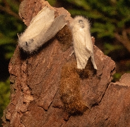 Foto af Brunhale (Euproctis chrysorrhoea) | Æg