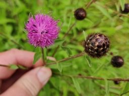 Foto af Sorthoved-knopurt (Centaurea nigra) | Standardfoto