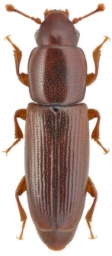 Foto af Rhizophagus depressus (Rhizophagus depressus) | KV Makarov - www.zin.ru/Animalia/Coleoptera