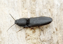Foto af Matsort træsmælder (Crepidophorus mutilatus) | Standardfoto
