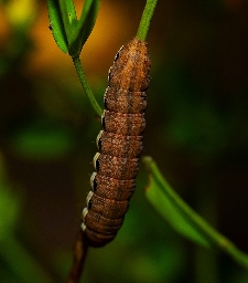 Foto af Blegskuldret perikonugle (Chloantha hyperici) | Larve
