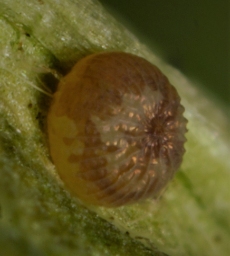 Foto af Frønnet landmand (Agrotis puta) | Æg