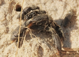 Foto af Dicronychus equisetioides (Dicronychus equisetioides) | Standardfoto