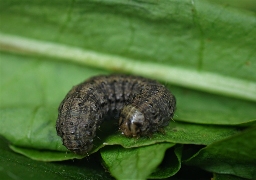 Foto af Nøgle-landmand (Agrotis clavis) | Larve