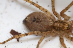 Foto af Summeedderkop (Anyphaena accentuata) | Frederik Leck Fischer