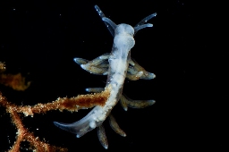 Foto af Almindelig trådsnegl (Nudibranchus exiguus) | Standardfoto
