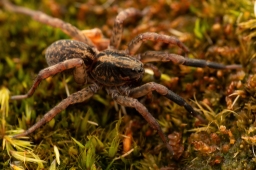 Foto af Almindelig bjørneedderkop (Trochosa terricola) | Han