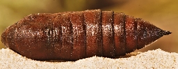 Foto af Ligustersværmer (Sphinx ligustri) | Puppe
