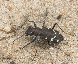 Foto af Stor sandspringer (Cicindela sylvatica) | Standardfoto