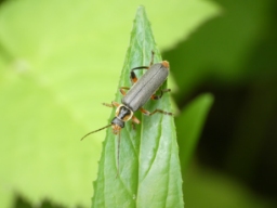 Foto af Cantharis nigricans (Cantharis nigricans) | Standardfoto