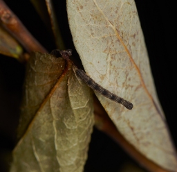 Foto af Bleg engmåler (Idaea pallidata) | Larve