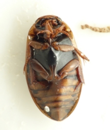 Foto af Rhantus frontalis (Rhantus frontalis) | Standardfoto