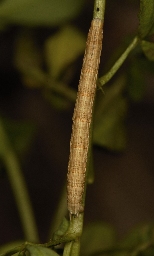Foto af Okker-måler (Aspitates ochrearia) | Larve