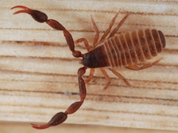 Foto af Hjælmeskorpion (Dactylochelifer latreillii subsp. septentrionalis) | Han