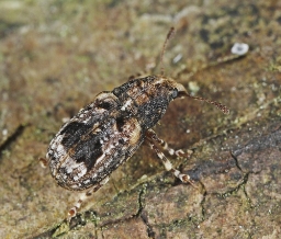 Foto af Pseudeuparius sepicola (Pseudeuparius sepicola) | Standardfoto