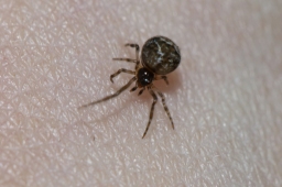 Foto af Parasteatoda tabulata (Parasteatoda tabulata) | Unge
