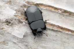 Foto af Hololepta plana (Hololepta plana) | Standardfoto