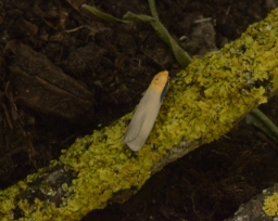 Foto af Stor lavspinder (Lithosia quadra) | Han