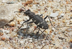 Foto af Stor sandspringer (Cicindela sylvatica) | Standardfoto