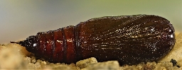 Foto af Rødlig forårsugle (Orthosia miniosa) | Puppe