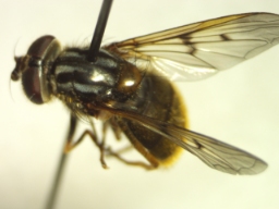 Foto af Sorthornet guldsvirreflue (Ferdinandea cuprea) | Hun
