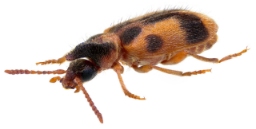 Foto af Enhjørning (Notoxus monoceros) | Standardfoto