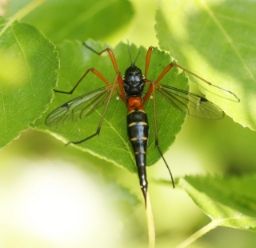 Foto af Tanyptera atrata (Tanyptera atrata) | Hun