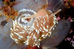 Foto af Facelina bostoniensis (Facelina bostoniensis) | Standardfoto