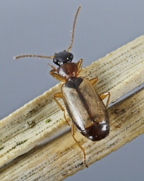 Foto af Bleggul sivløber (Philorhizus melanocephalus) | Standardfoto