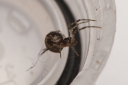 Foto af Parasteatoda tabulata (Parasteatoda tabulata) | Frederik Leck Fischer