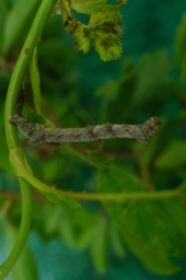 Foto af Ege-vintermåler (Apocheima hispidaria) | Larve