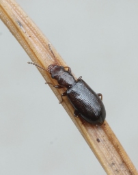 Foto af Brun grenbille (Sphaeriestes castaneus) | Standardfoto