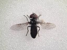 Foto af Lille engsvirreflue (Melanogaster nuda) | Han