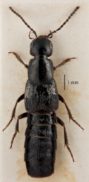 Foto af Philonthus punctus (Philonthus punctus)