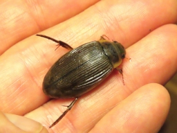 Foto af Hedevandkalv (Dytiscus lapponicus) | Hun