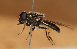 Foto af Kørvel-urtesvirreflue (Cheilosia paganus) | Han