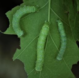 Foto af Rødgul forårsugle (Orthosia cerasi) | Larve