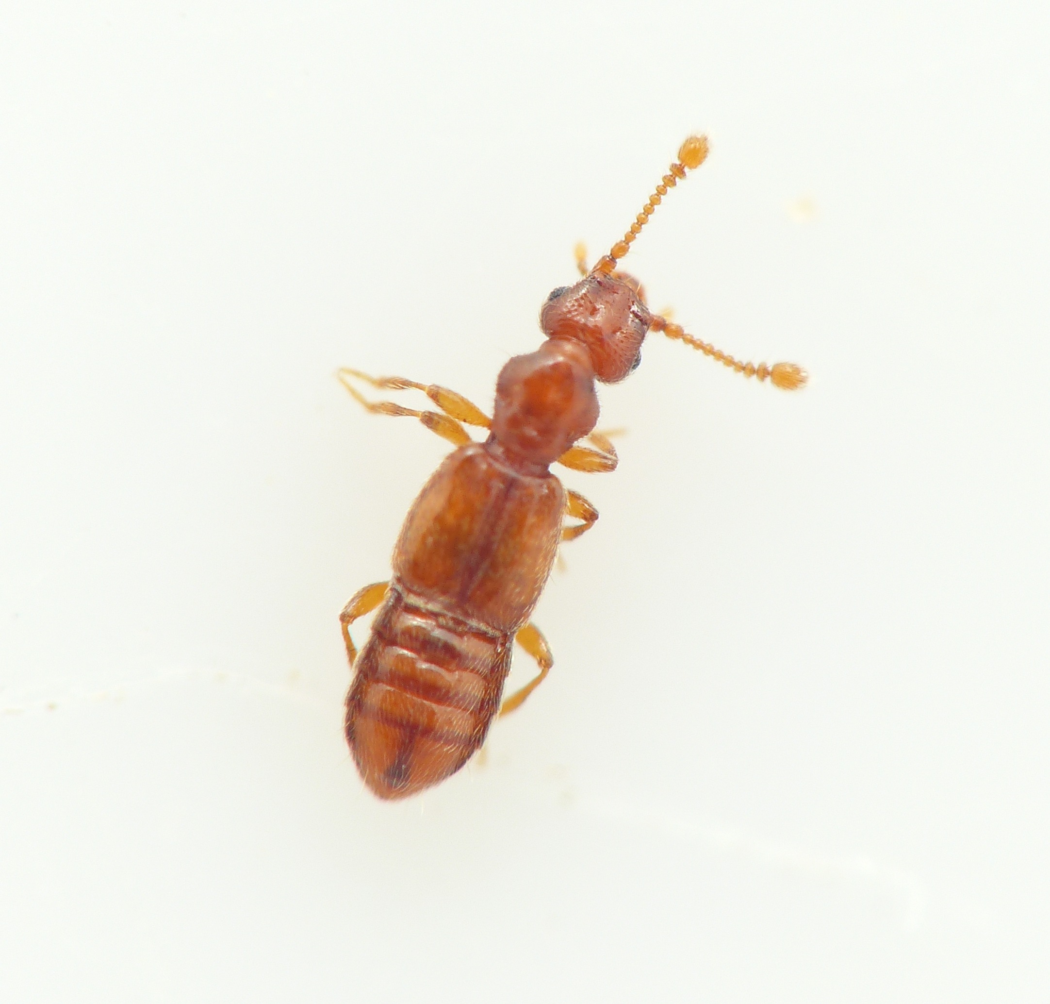 Euplectus karstenii